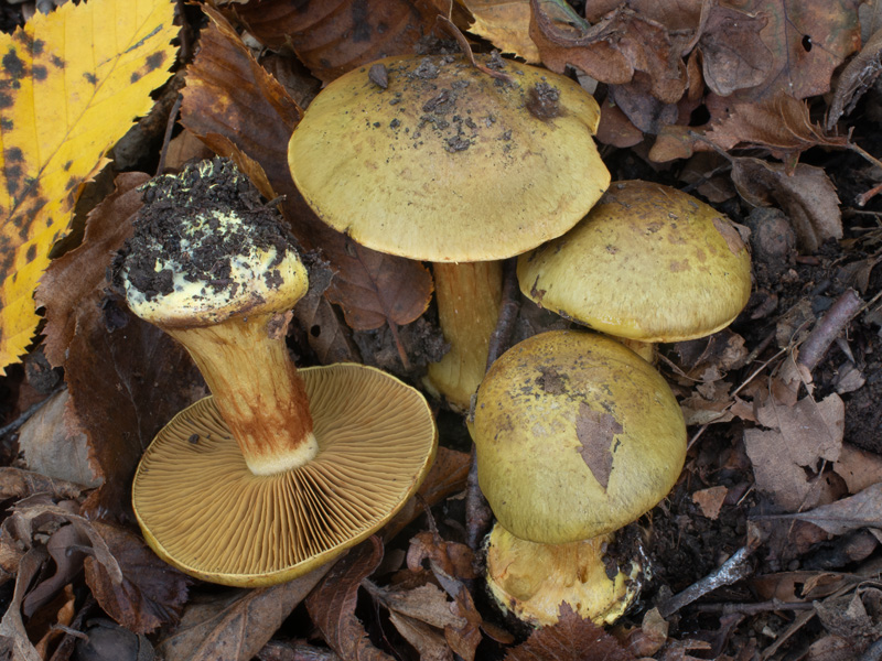 Cortinarius joguetii